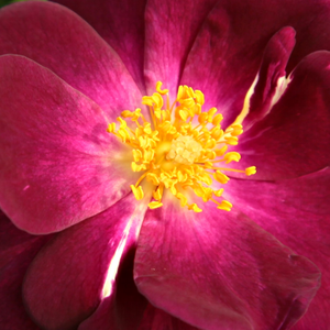 Интернет-Магазин Растений - Poзa Форэвер Ройал - лиловая - Роза флорибунда  - роза с тонким запахом - Фрэнк Р. Коулишоу - Сорт с прямостоящими стеблями, темно-лиловыми цветами и слабым запахом.